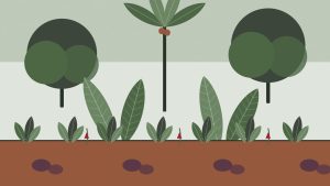 Illustration : Le jardin créole : l'héritage vivant des cases martiniquaises