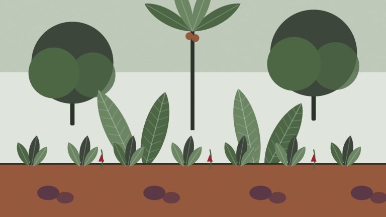 Illustration : Le jardin créole : l'héritage vivant des cases martiniquaises